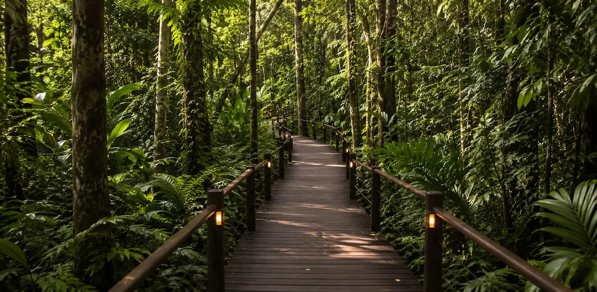 Sendero ecológico del hotel Yaguas en Selva Iryapú, árboles centenarios y vegetación densa