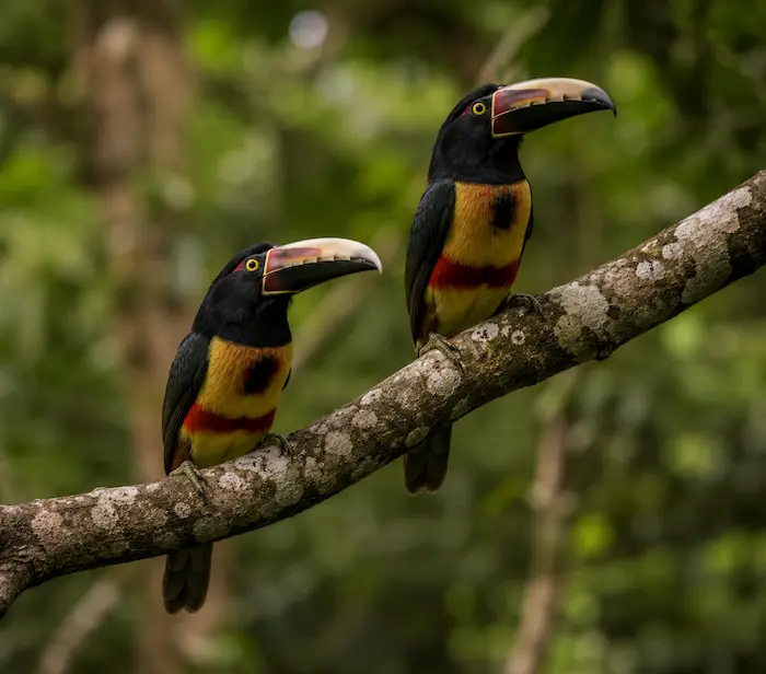Tucán en la Reserva Natural Selva Iryapú - Hotel Yaguas