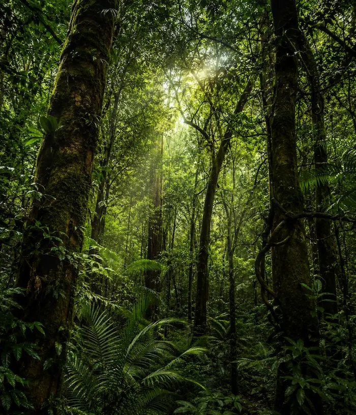 Selva misionera con vegetación densa y árboles centenarios en Selva Iryapú