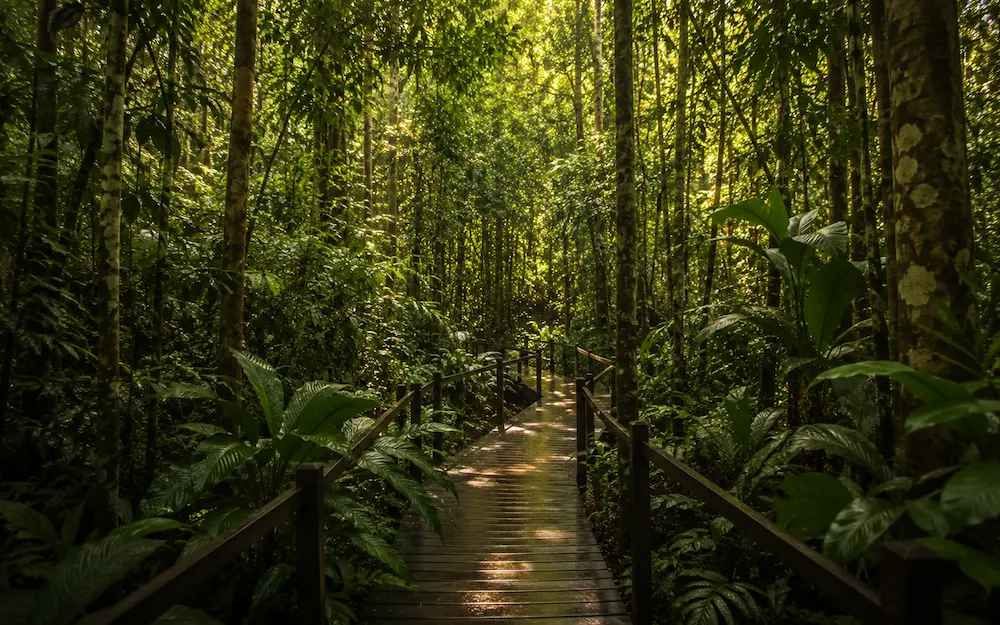 Sendero ecológico entre árboles nativos