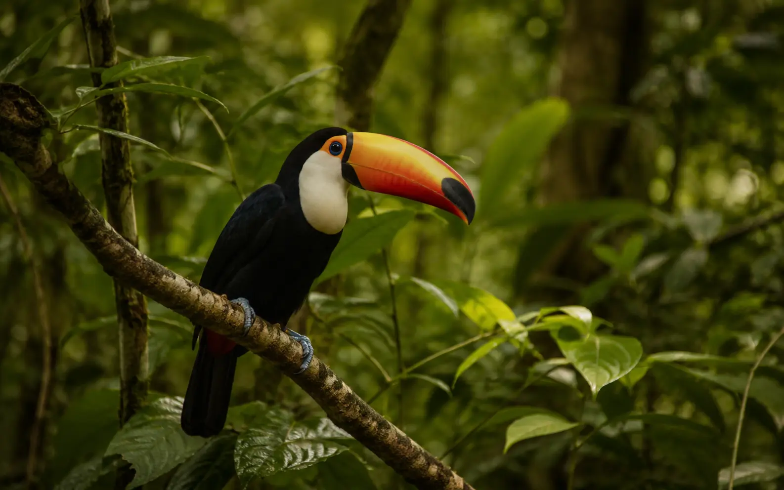 Tucán en la reserva natural Selva Iryapú